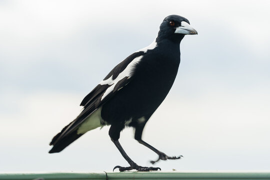 An Australian magpie walking along a ledge with a pale sky behind