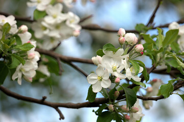 Close-up branch of apple blossom on a sunny spring day Against a Blue Sky