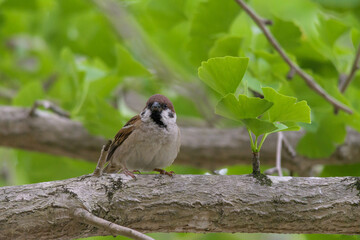 スズメ目のスズメ