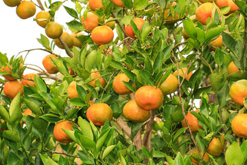 orange tree with fruits