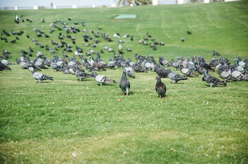 flock of birds in a park in Doha , Qatar