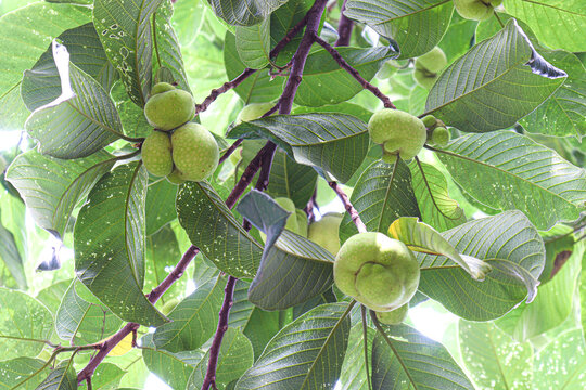 Artocarpus lacucha stock on tree