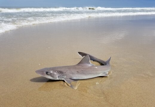 Dogfish pictures sales