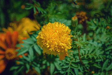 yellow flowers in the garden