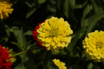 yellow Zinnia bright colors, green background