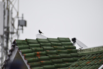 roof of the house