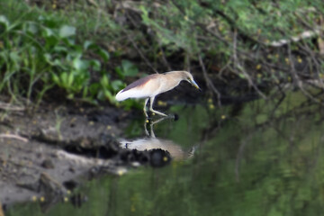 great blue heron ardea cinerea