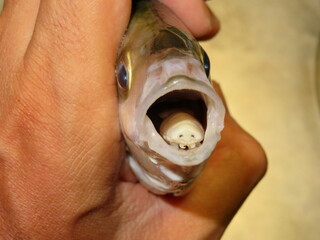 Tongue-eating louse parasitizing White Trevally's mouth