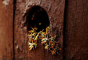 Wasps nest in the wood hole - aggressive wasps going out from the nest