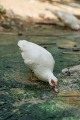 Close up detail Muscovy duck in the puddle, Female Muscovy duck