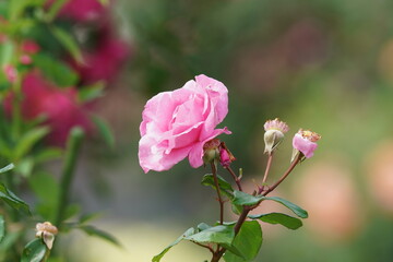rose in a flower garden