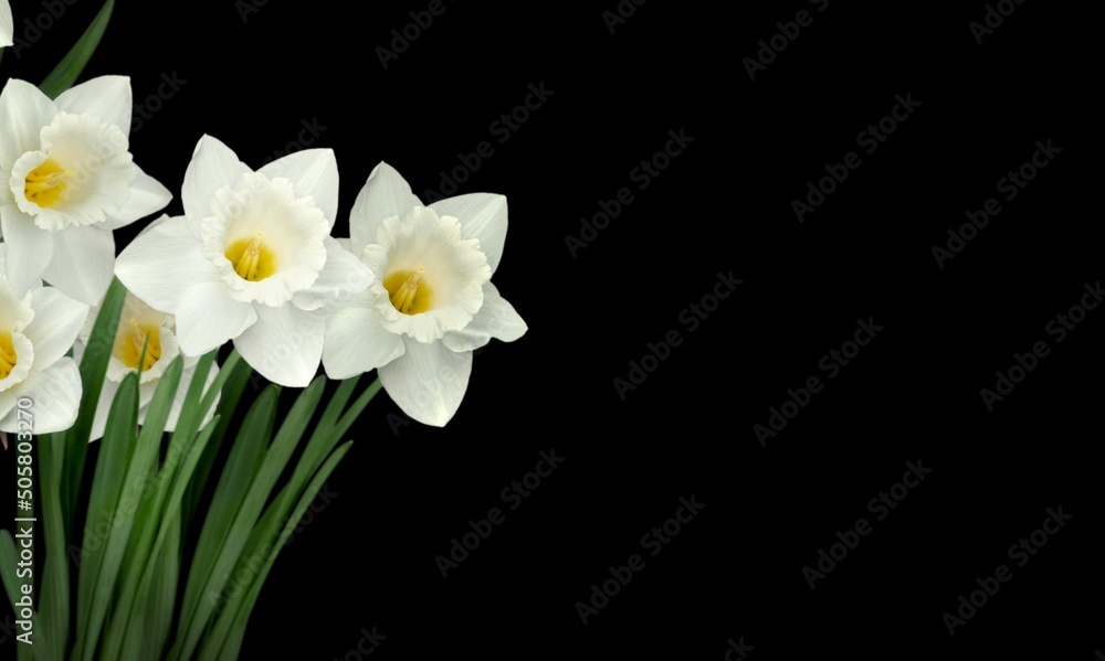 Poster White flower lilies on black background