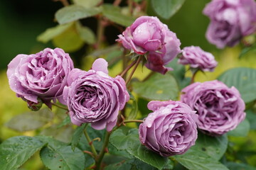 Fototapeta na wymiar rose in a flower garden