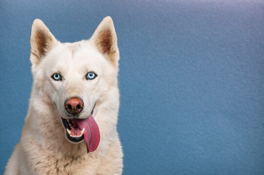 Little Beautiful Cute Dog On Blue Background