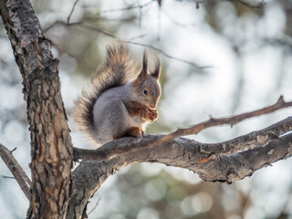 The squirrel with nut sits on tree in the winter or late autumn