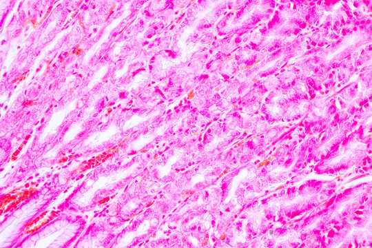 Tissue of Stomach Human under the microscope in Lab.