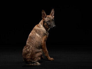 Playful wolfdog puppy. dog on black background in studio