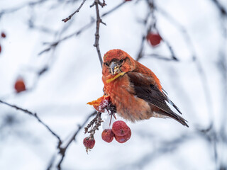 Red Crossbill male sitting on the tree branch and eats wild apple berries. Crossbill bird eats berries.
