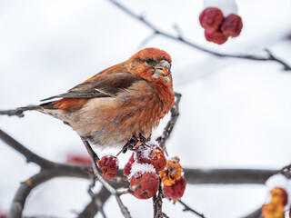 Red Crossbill male sitting on the tree branch and eats wild apple berries. Crossbill bird eats...
