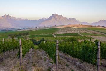 Vineyard landscape at sunset with mountains in Stellenbosch, near Cape Town, South Africa. wine...