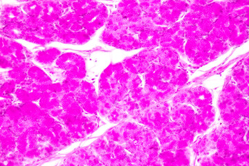 
Tissue of Small intestine (Duodenum) and Vermiform appendix  Human under the microscope in Lab.
