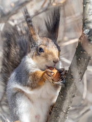The squirrel with nut sits on tree in the winter or late autumn