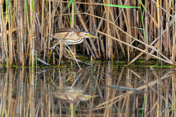 Young little bittern hunting on the water. close up scene in soft evening light.