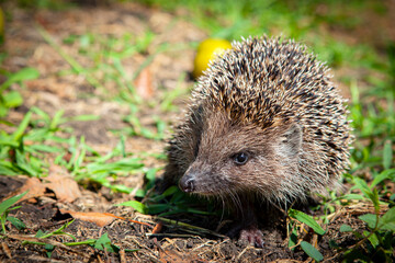 Cute hedgehog walks in the orchard...
