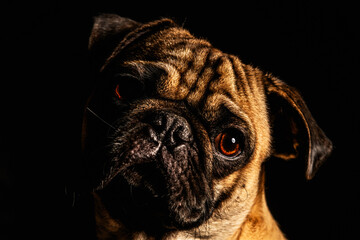 portrait of a pug