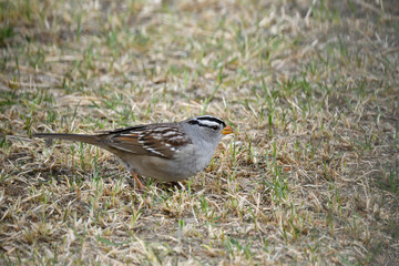 white crowned sparrow on grass