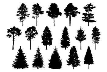 Pine, spruce. Black and white silhouette isolated. Template for plotter lazer cutting and print