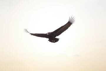 큰 날개를 활짝 펴고 천천히 창공을 비행하는 맹금류 새 독수리는 사냥을...