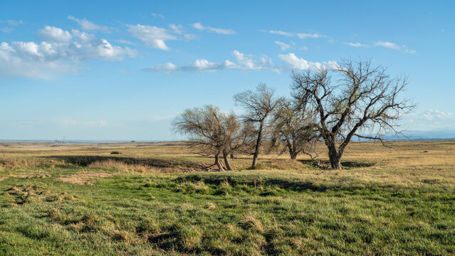 prairie in northern Colorado with a group of trees and stream - early spring in Soapstone Prairie Natural Area near Fort Collins with moving cumulus clouds