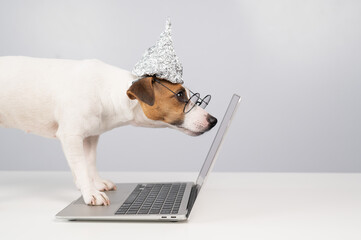 Jack Russell Terrier dog in a tinfoil hat and glasses works at a laptop. 