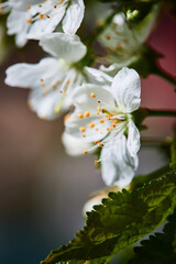Cherry blossoms in the garden in spring. The concept of spring, nature coming alive, flowers and love. Vertical photo.