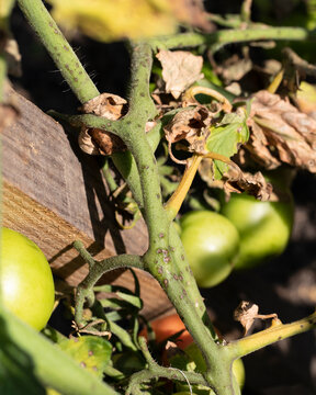 Tomato plants leaves and stems infected by Late Blight pathogen Phytophthora infestans.
