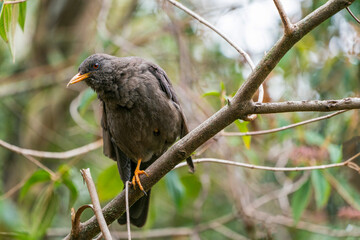 A Bird (Chiguanco thrush) with one foot missing