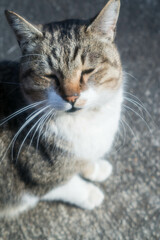 Wild cat living in a Japanese shrine