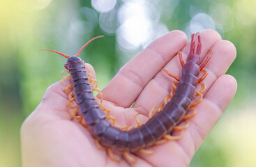 The centipede is a poisonous animal, it is in the hand