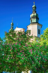 Kwitnące na wiosnę drzewa kasztanowca w Krakowie