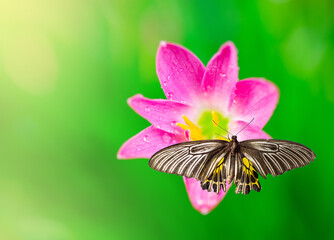 Butterfly on pink flower and green background.