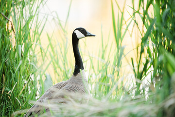 single Canadian Goose surrounded by grass next to a pond