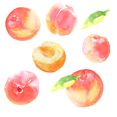 水彩で描いたあんずのイラスト