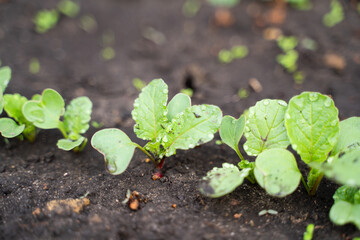Radish close-up grows in the garden. Radish leaves in drops of dew.