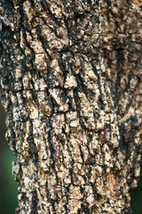 Wooden Bark in the garden , Close up Texture