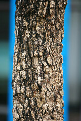 Wooden Bark in the garden , Close up Texture