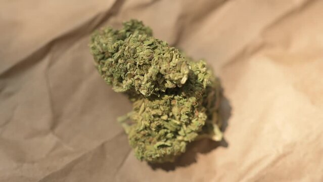 Cannabis Leaf. Cannabis plant ready to smoke. Beautiful cogollo. Marihuana, cbd, thc video 4k. Concept of medicinal marihuana.