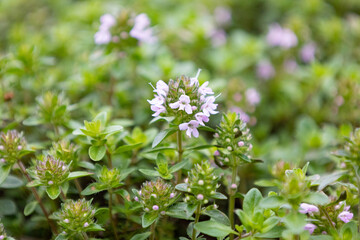 イブキジャコウソウの開花 　学名：Thymus quinquecostatus　ハーブ　初夏、東京で撮影	