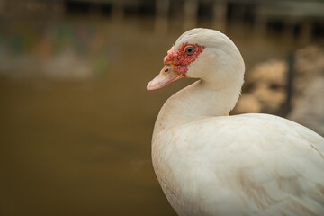 Muscovy duck with red facial skin or spots surrounding the eyes. Livestock duck in the beautiful park garden of Shah Alam Bukit Jelutong Eco Community Park Malaysia.