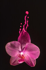 pink flower covered with paint. orchid flower in drops of pink paint. flower and paint splash....